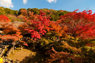 紅葉.jpg